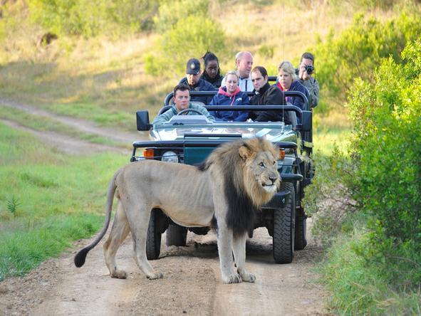 The Homestead at Kariega - Game Drive 2